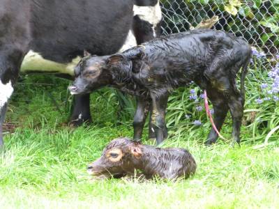 Edendale-cows farm