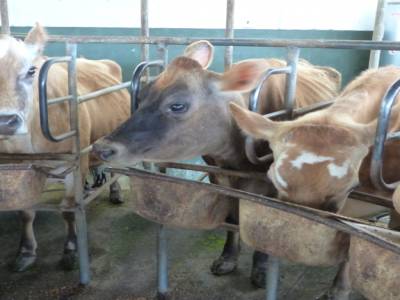 Edendale-cows farm