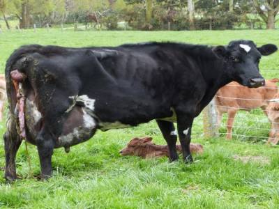 Edendale-cows farm