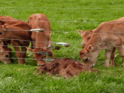 Edendale-cows farm