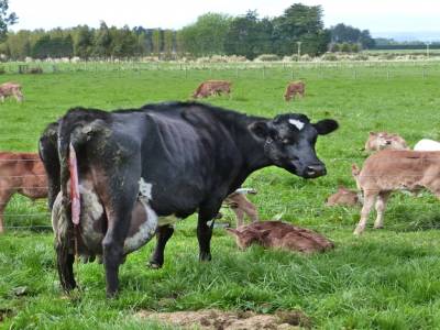 Edendale-cows farm