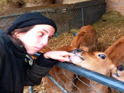 Edendale-cows farm