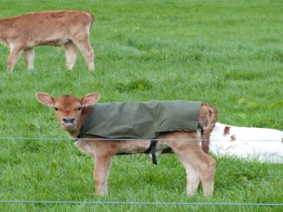 Edendale-cows farm
