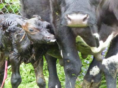 Edendale-cows farm