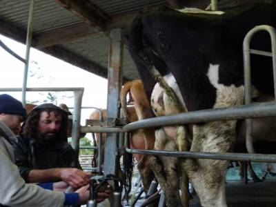 Edendale-cows farm