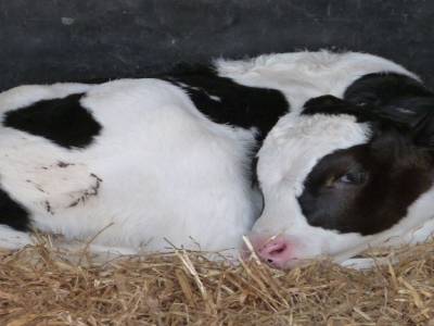 Edendale-cows farm