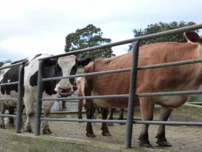 Edendale-cows farm