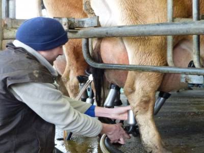 Edendale-cows farm