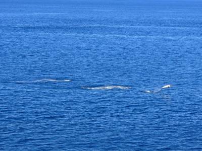 Navimag - Dauphins