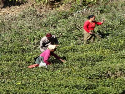 plantation de the