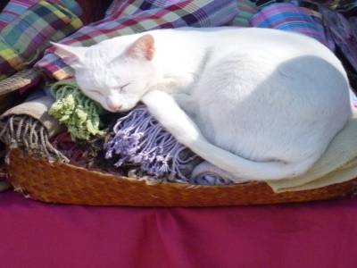 la vie de chat sur la soie