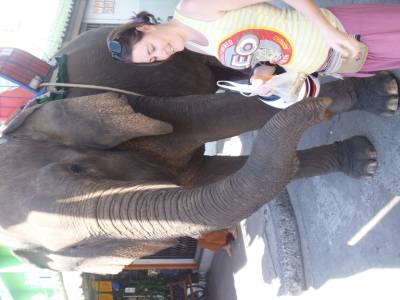 elephant a surin