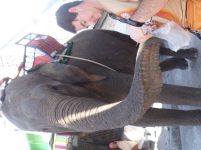 elephant a surin