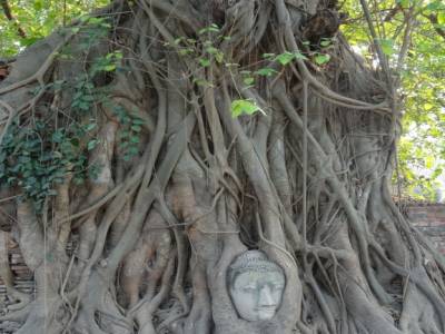 Tete de boudha enracinee