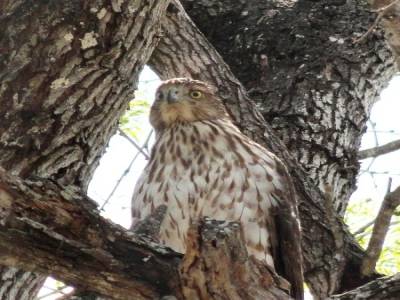 Bentson-Rio Grande Valley State Park
