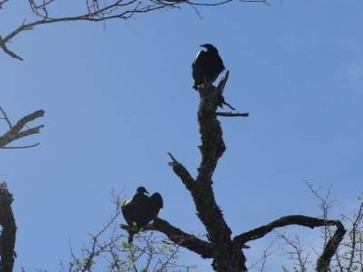 Bentson-Rio Grande Valley State Park