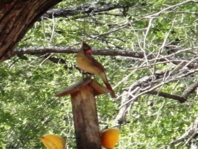 Bentson-Rio Grande Valley State Park