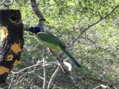 Bentson-Rio Grande Valley State Park