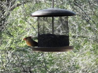 Bentson-Rio Grande Valley State Park