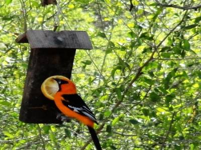 Bentson-Rio Grande Valley State Park
