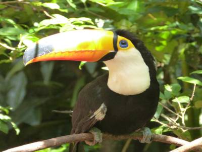 Le Parque das Aves