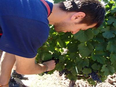 Vendanges