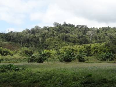 Gibbon exp