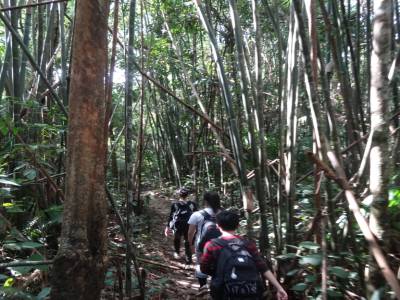 Gibbon exp
