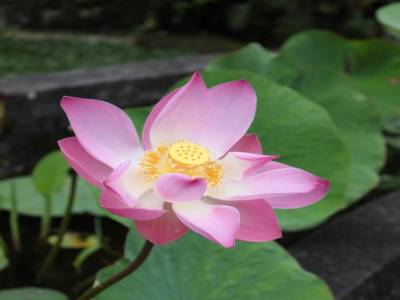 Fleur de Lotus
