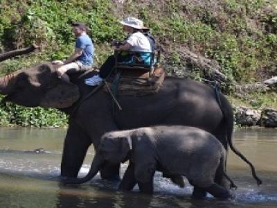 Ballade à Elephants