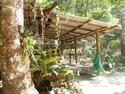 Campement dans la jungle
