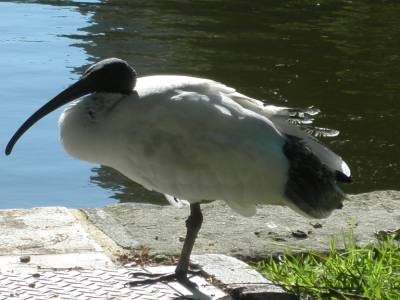 On ne sait pas ce que c'est comme oiseau mais y'en a partout (avec les mouettes)