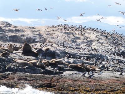 Otaries et cormorans