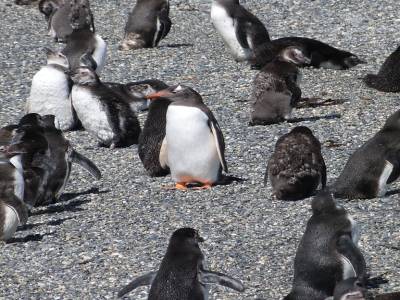 Pingouins