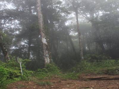 La jungle de Rinjani
