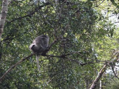 Notre ami le singe