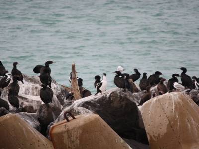 Zozios encore non identifiés  Cormorans ?