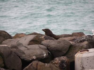 Otaries