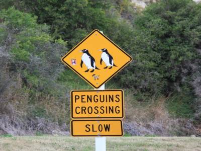Attention pingoins