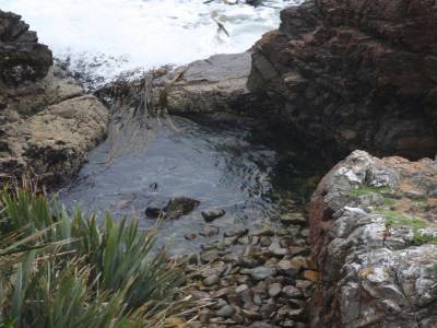 Une piscine pour bébé otaries