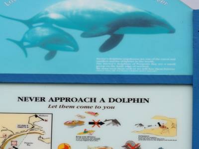 Les dauphins qu'on n'a pas vu