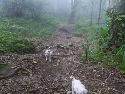 Les 2 petits chiots quii nous ont suivit.