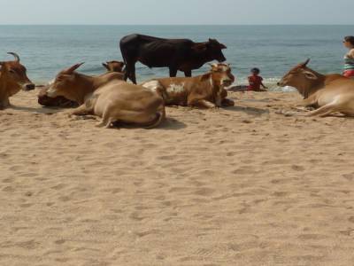 Sacrees vaches