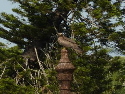 Le faucon aux aguets