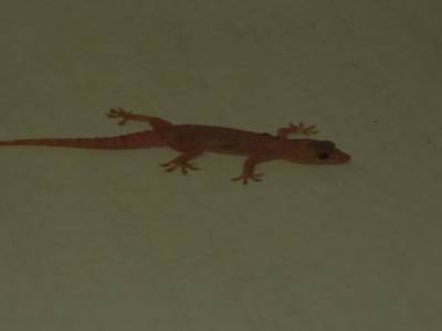 nouvel habitant : le geckos qui nous protege des mosquitos