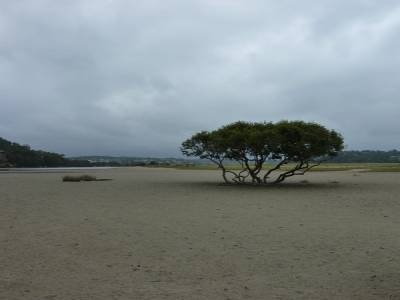 Arbre esseulé