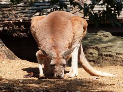 Toranga zoo