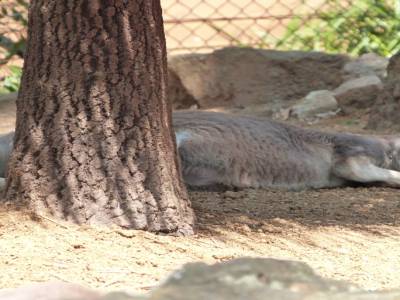 Toranga zoo