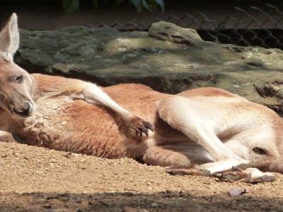 Toranga zoo