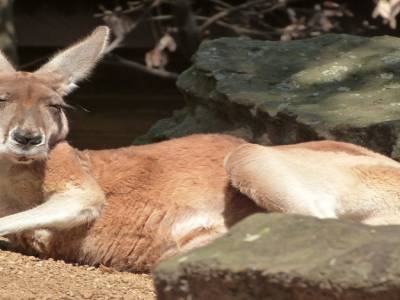 Toranga zoo